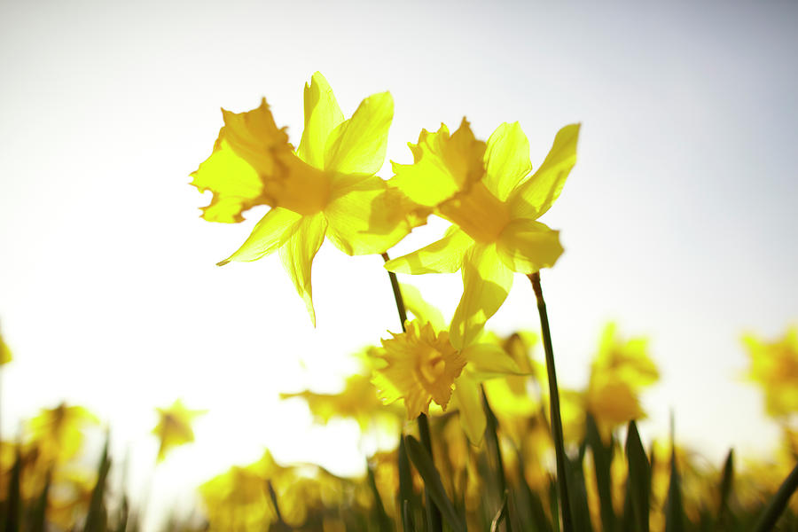 Sun Shining Behind Yellow Daffodils Photograph by Ron Bambridge