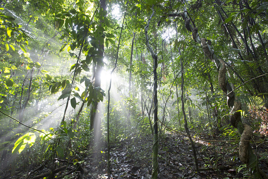 Sun Shining In Tropical Rainforest Photograph by Cyril Ruoso
