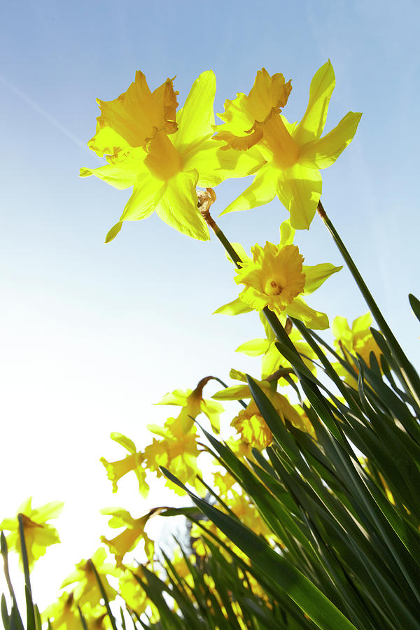 Sun Shining On Yellow Daffodils Photograph by Ron Bambridge