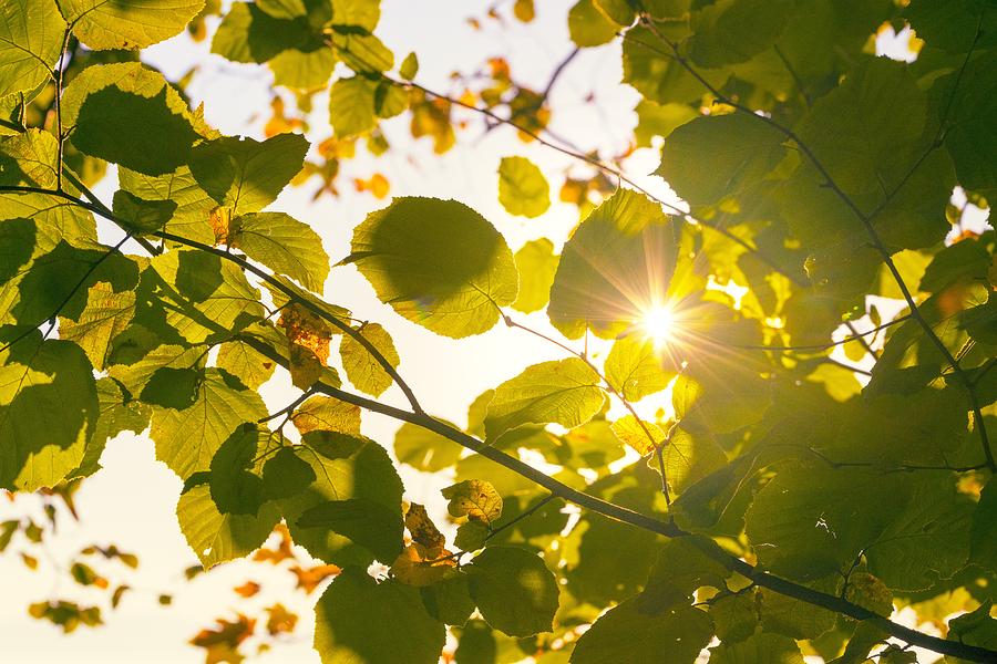Sun shining through leaves Photograph by Chevy Fleet