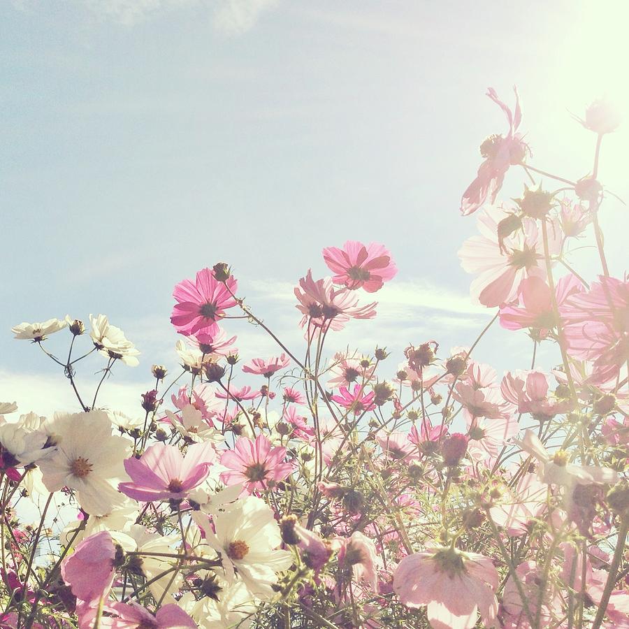 Sun Shining Through Pink And White Photograph by Jodie Griggs