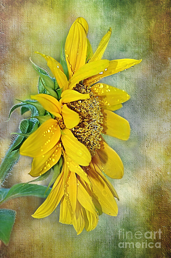 Sun Shower on Sunflower Photograph by Kaye Menner