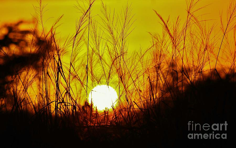 Sun Sinks into the Tall Grass Photograph by Craig Wood
