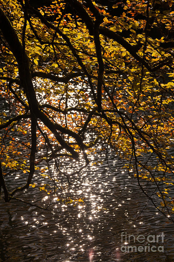 Sun Sparkling Off Lake Surface Past Branches Of Autumn Leaves Photograph by Peter Noyce