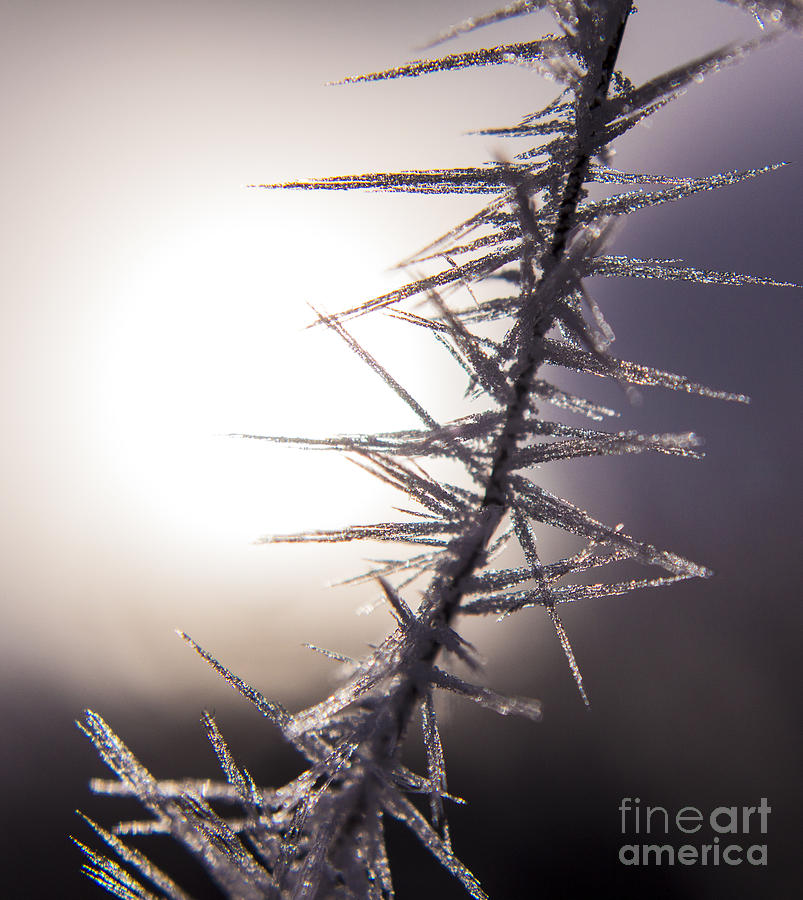 Christmas Photograph - Sun Spikes by Andrea Goodrich