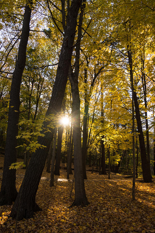 Sun Spotting Autumn - a Peaceful Forest in the Fall Photograph by Georgia Mizuleva