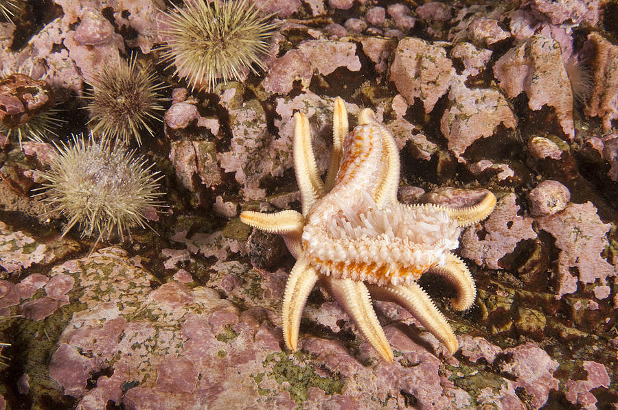 Sun Star Eats Sea Star Photograph by Andrew J. Martinez - Fine Art America