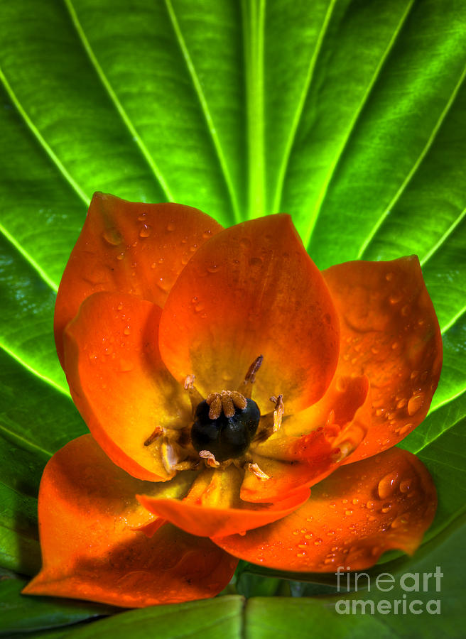 Sun Star flower Photograph by Brandon Alms - Pixels