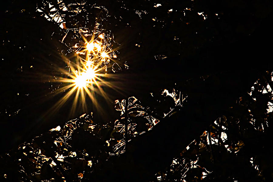 Sun Stars Photograph by Tammy Schneider