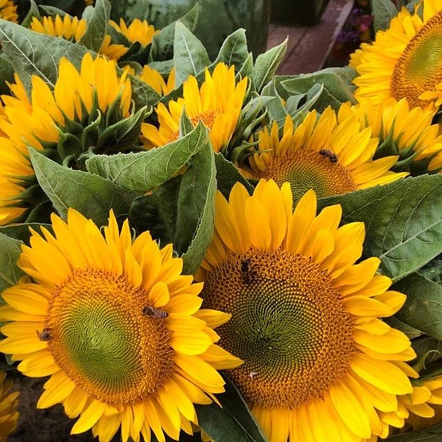 Flower Photograph - #sun #sunflower #flower #bee #bees by Shawn Hope