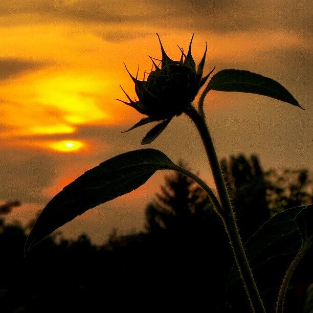 Sunflower Photograph - #sun #sunflower #sunset #slnecnica by Mato Mato