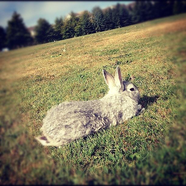 Rabbit Photograph - Sun Tanning #netherlanddwarf #bunny by Shirly Sham