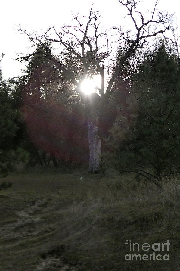 Sun Through An Oak In North Fork Photograph