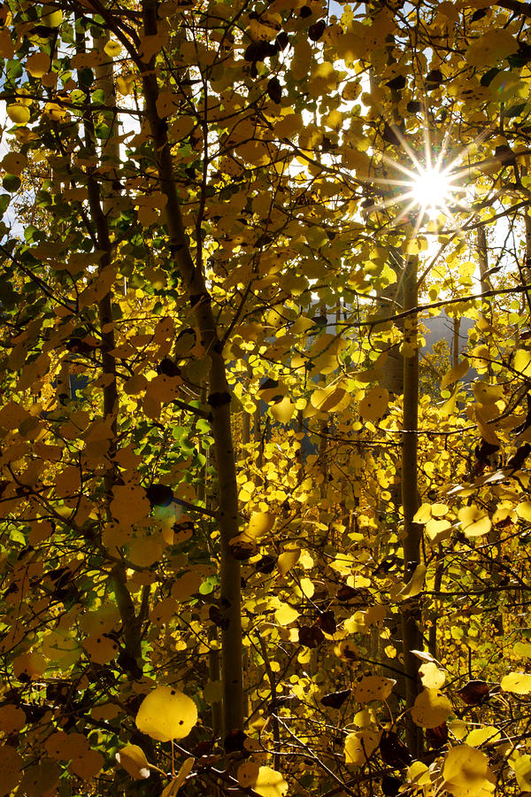 Sun Through the Aspen Leaves Photograph by Daniel Woodrum