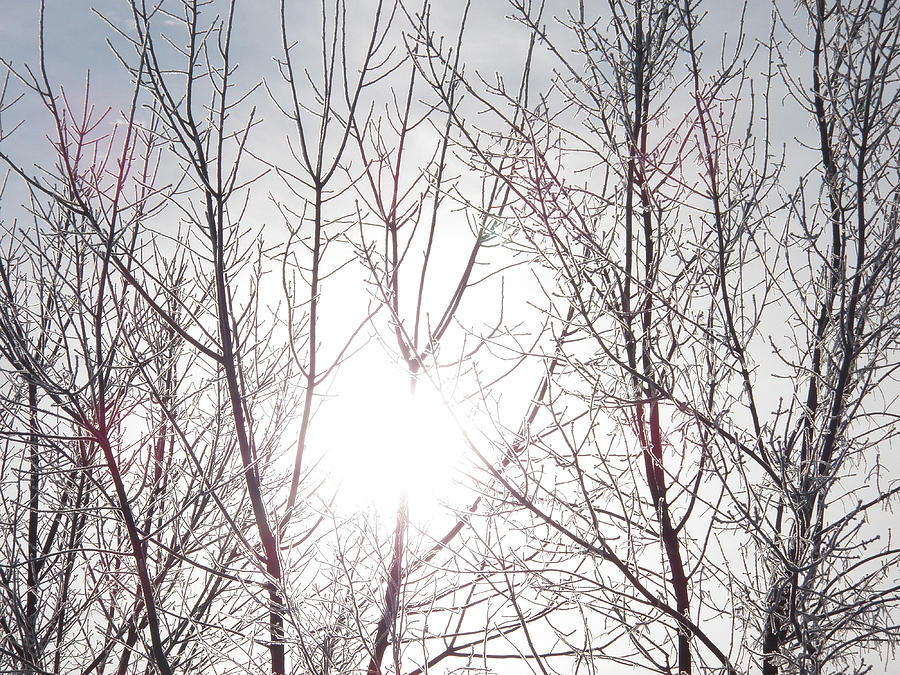 Sun Through the Icy Trees Photograph by Corinne Elizabeth Cowherd