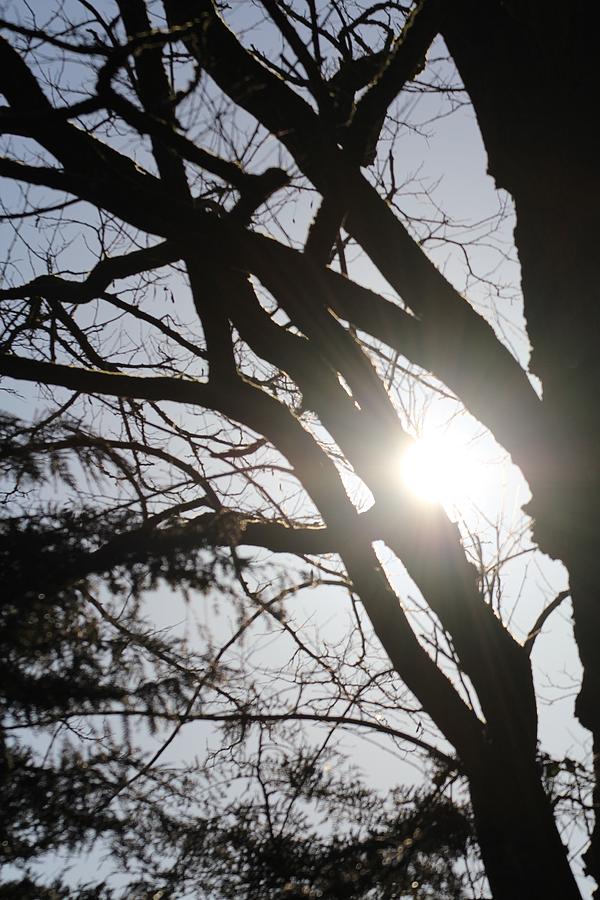 Sun through the trees Photograph by Denise Cicchella