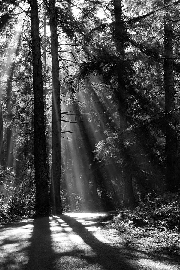 Sun Through The Trees Photograph by Robert Woodward