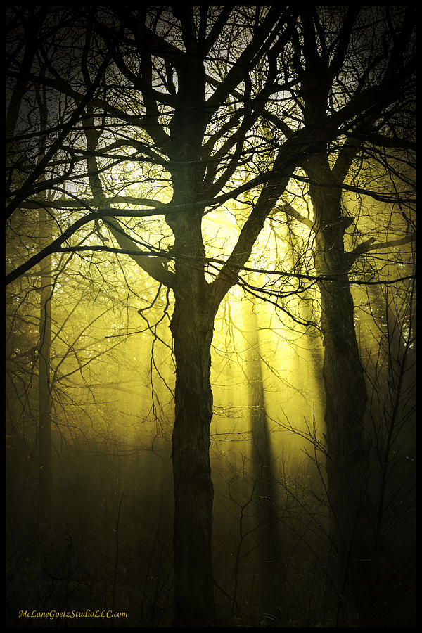 Sun thru the foggy path Photograph by LeeAnn McLaneGoetz McLaneGoetzStudioLLCcom