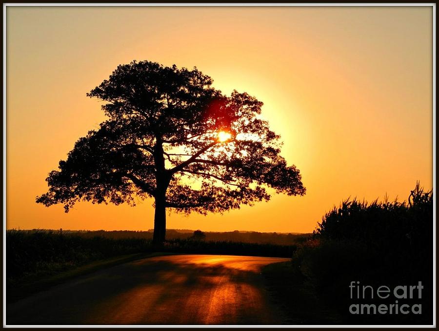 Sun Tree Photograph by Beth Ferris Sale