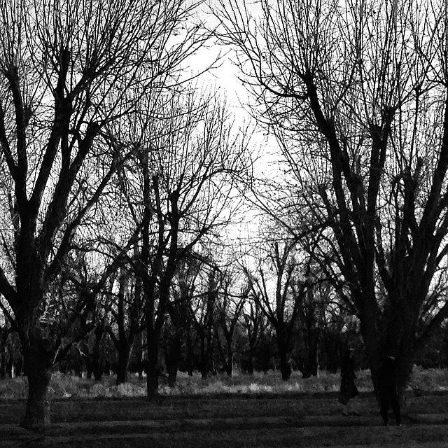Tree Photograph - #sun #trees #blackandwhite by Leanne H