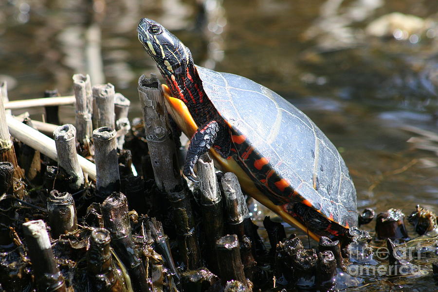 Turtle Photograph - Sun Turtle Life   by Neal Eslinger