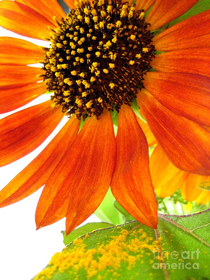 Sunflower Photograph - Sun Up by Kathy Bassett
