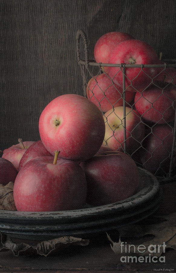 Rembrandt Photograph - Sun Warmed Apples Still Life by Edward Fielding