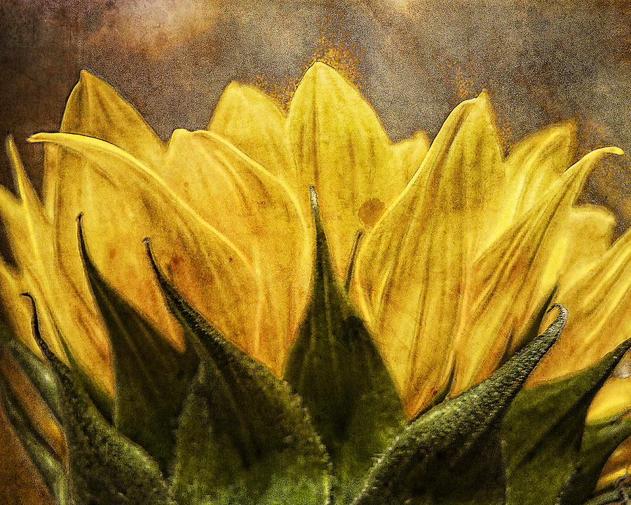 Sunflower Photograph - Sun Worshiper by Lori Schneider