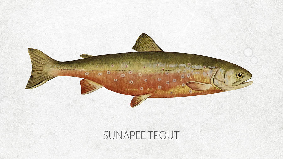 Trout Digital Art - Sunapee Trout by Aged Pixel
