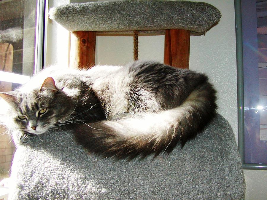 Cat Photograph - Sunbath by Jussta Jussta