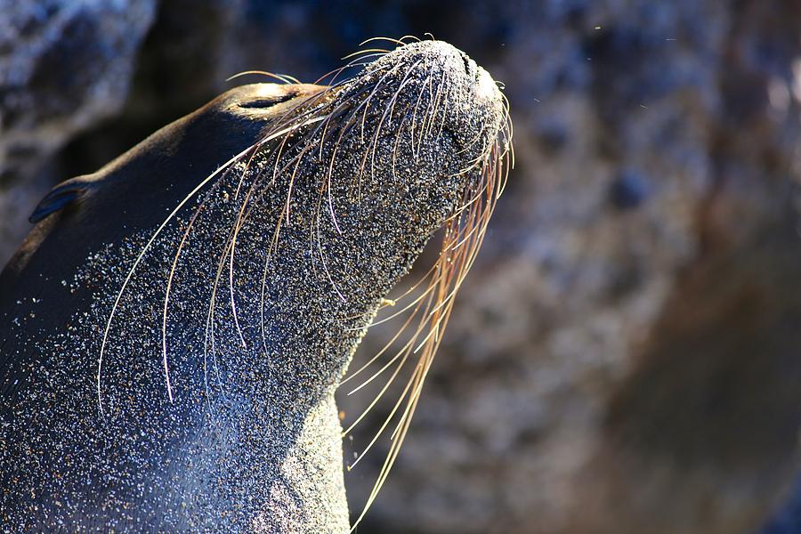 Nature Photograph - Sunbathing Galapagos Sea Lion by Allan Morrison