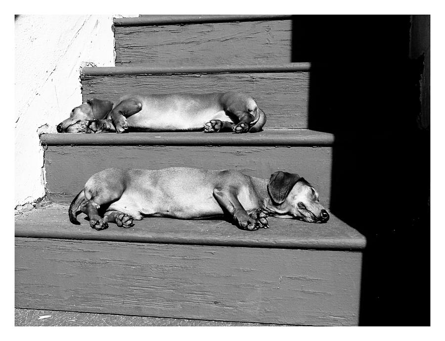 Dachshund Photograph - Sunbathing Dachshunds by Johnny Ortez-Tibbels
