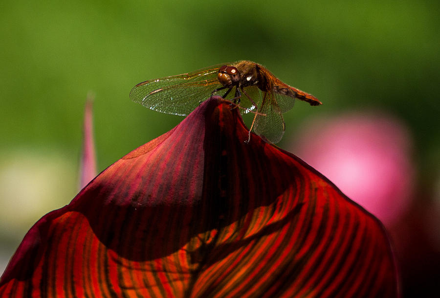 Nature Photograph - Sunbathing Dragonfly by Jordan Blackstone