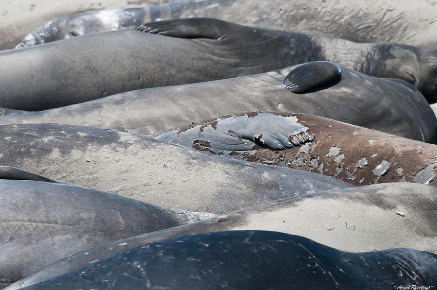 Sunbathing Elephant Seals Photograph by Avian Resources