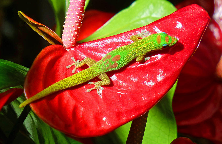 Flowers Still Life Photograph - Sunbathing Gecko by Lori Seaman