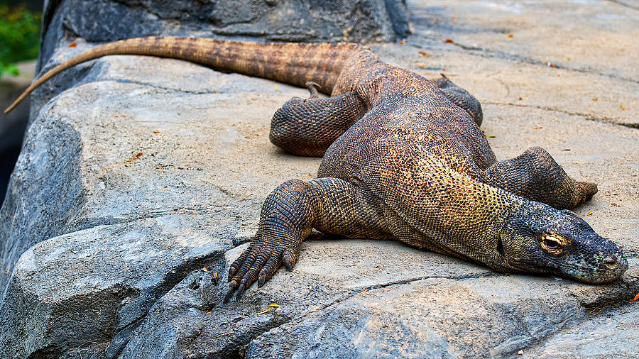 Sunbathing Komodo dragon Photograph by Berkehaus Photography