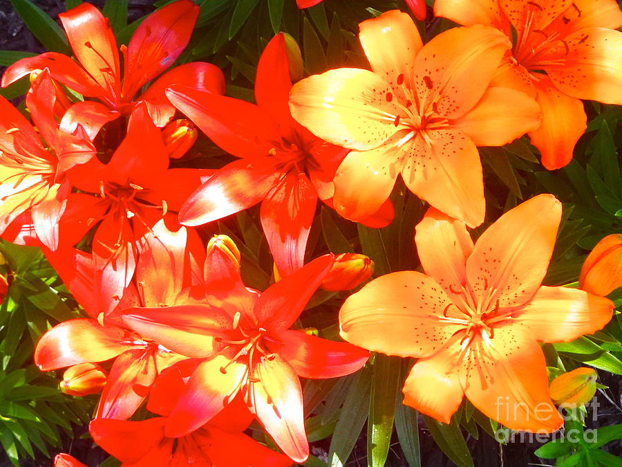 Sunbathing Lilies Photograph by Michelle Stradford
