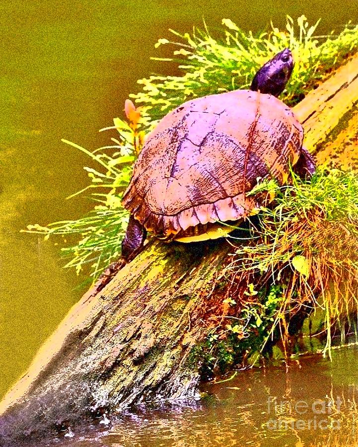 Sunbathing - Turtle on a Log Photograph by Shelia Kempf