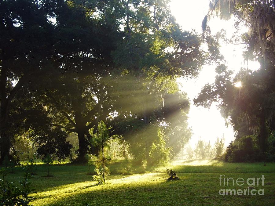 Tree Photograph - Sunbeam Landscape by D Hackett