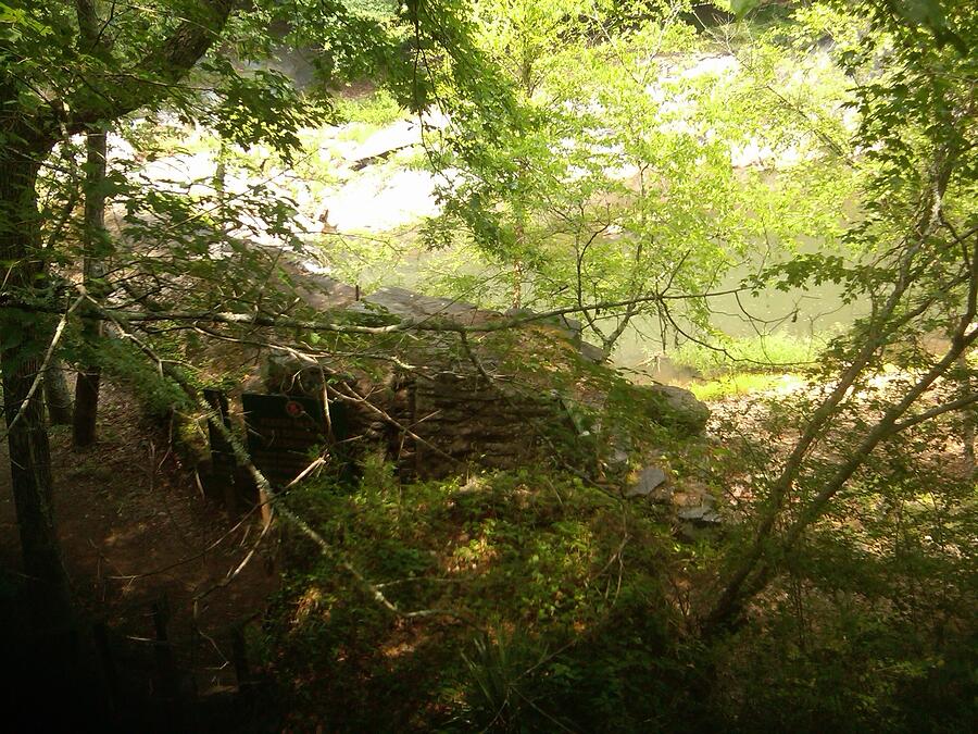 Forest Photograph - Sunbeam by Olivia M Dickerson Forest Photograph - Sunbeam by Olivia M Dickerson