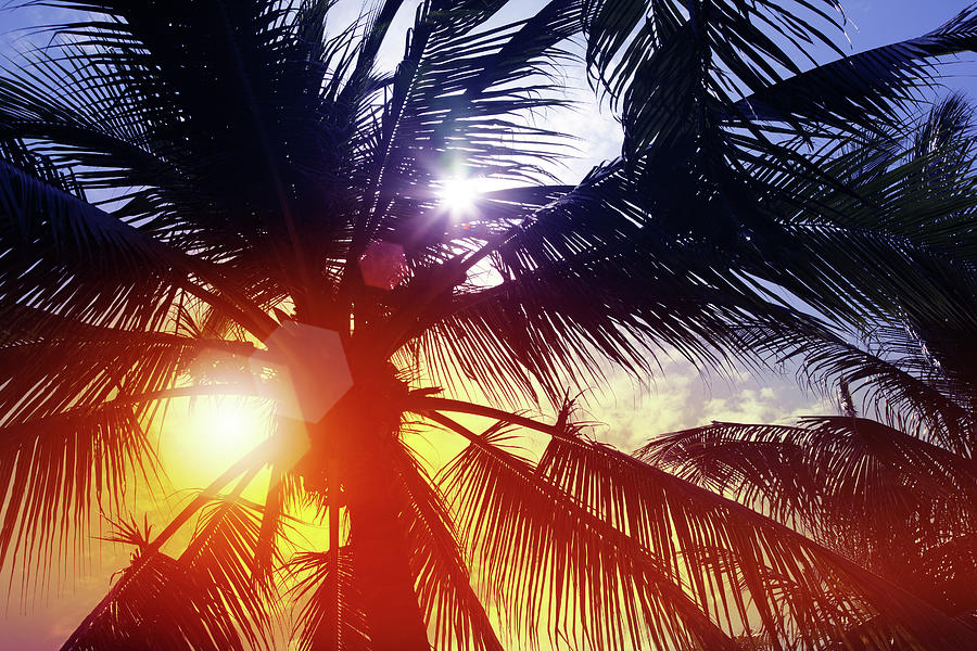 Sunbeam Through Palm Tree In Summer Photograph by Blackred