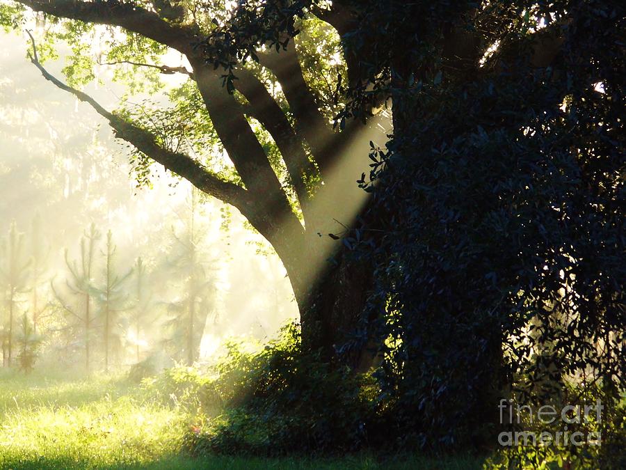 Tree Photograph - Sunbeam Tree by D Hackett