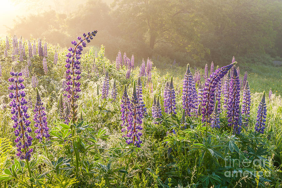 Sunbeams and Lupines Photograph by Susan Cole Kelly