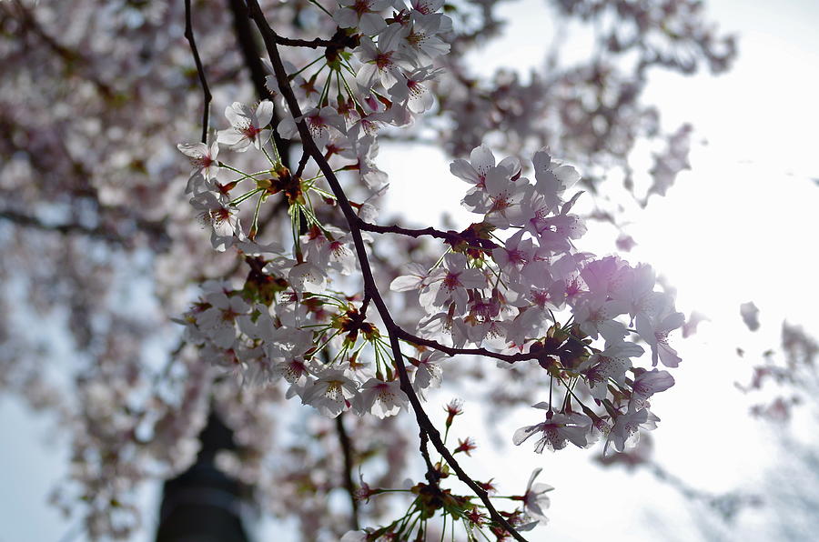 Sunbeams For Sakura Photograph by © Sanae Okajima Sunbeams For Sakura Photograph by © Sanae Okajima