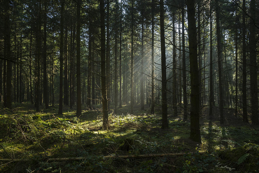 Sunbeams in dark and foggy autumn forest Photograph by Vanillapics