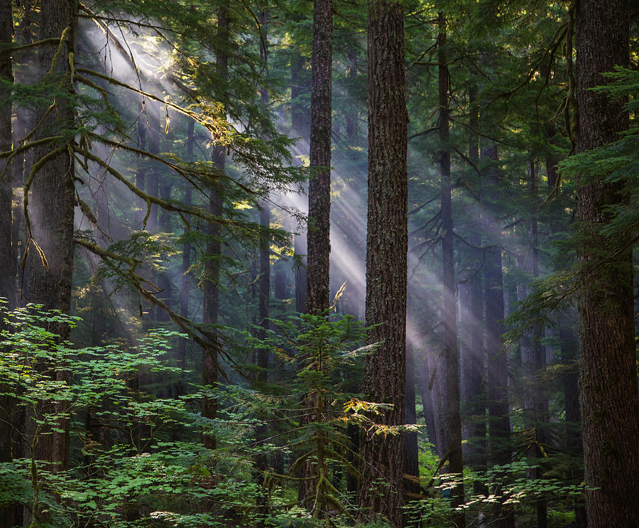 Sunbeams in the Forest Photograph by Angie Vogel
