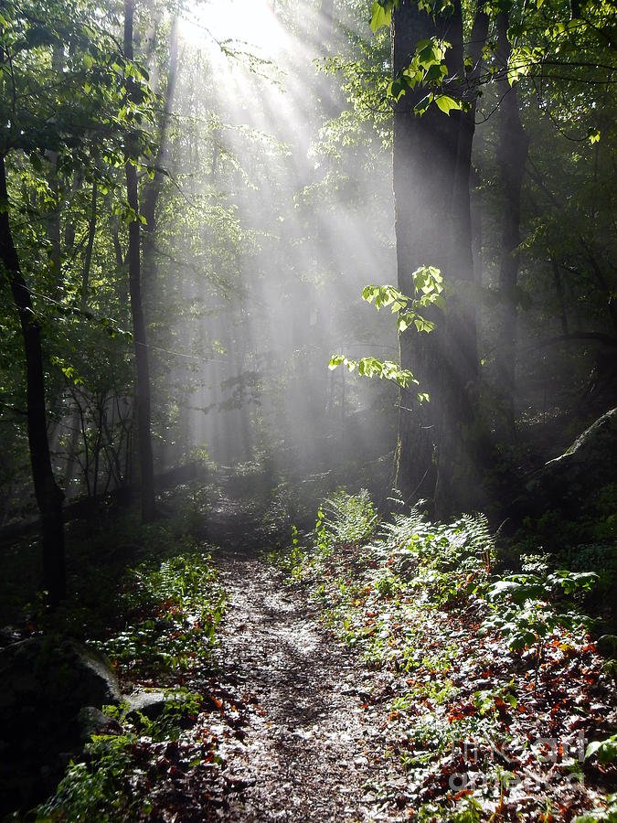 Sunbeams On The Appalachian Trail Photograph