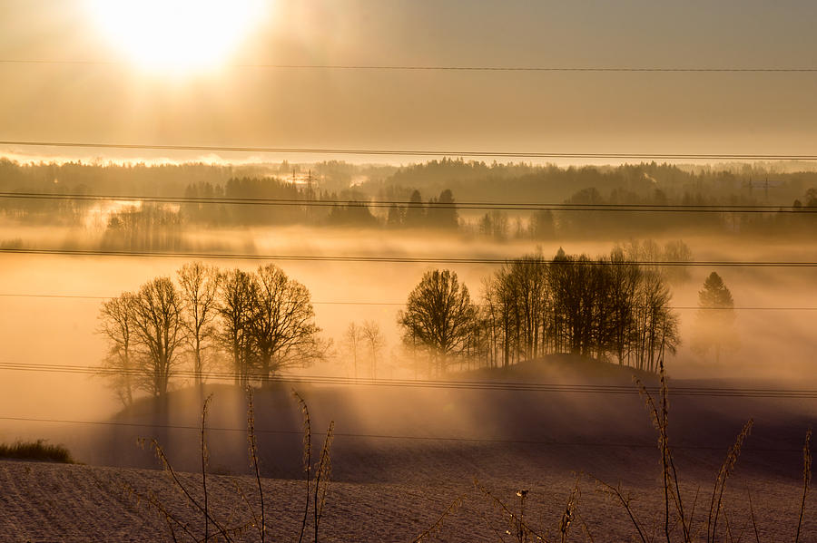 Winter Photograph - Sunbeams pour through trees at the misty winter sunrise by Aldona Pivoriene