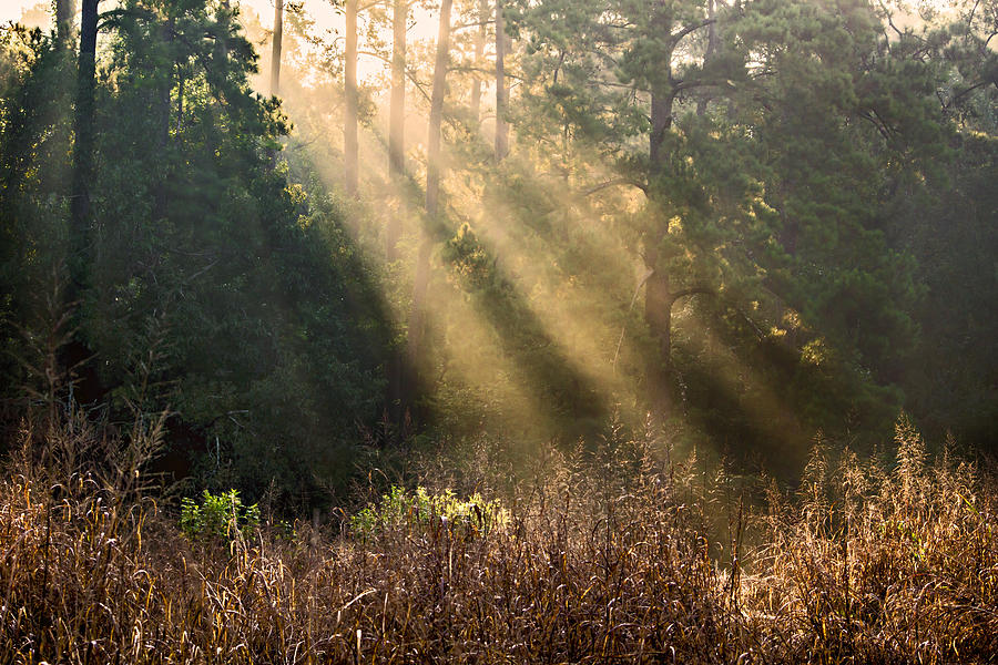 Sunbeams Shinning Through The Forest Photograph by Michael Whitaker