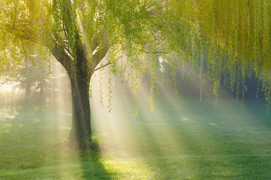 Sunbeams Through Willow Tree in Morning Fog Photograph by JamesBrey